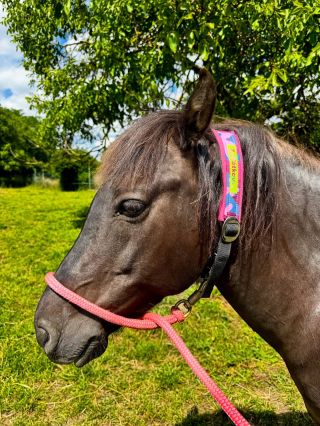 Něco málo z naší výroby pro koníky 🧡🐎 🍊www.orangecounty.cz/en🍊